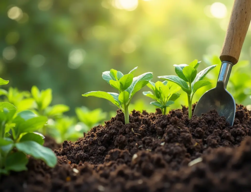 菌ちゃん 畑 作り方 初心者必見 自然の力で土が蘇る微生物農法入門ガイド