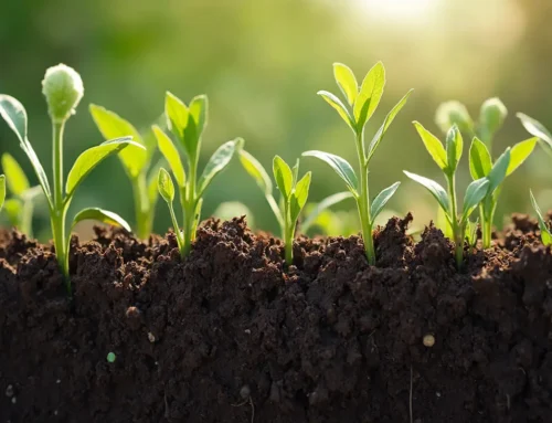 菌ちゃん農法は怪しいのか 科学的根拠と評判から見える真実と成功へのポイント