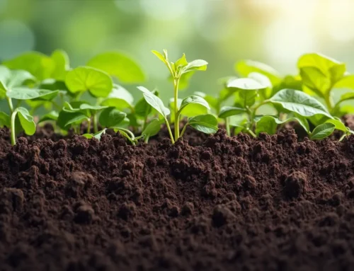 菌ちゃん農法で連作障害を防ぐ秘訣 土壌微生物が導く健康な畑づくり