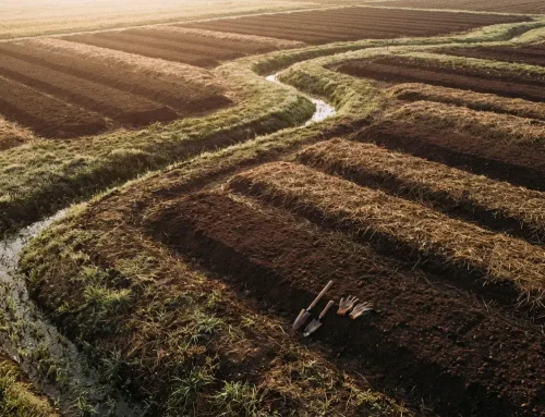 菌ちゃん農法 畝立ての極意 根が喜ぶ設計と水はけ改善で無農薬栽培を成功させるコツ
